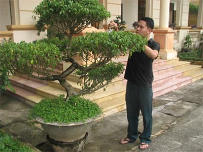 Tùng “bon sai”