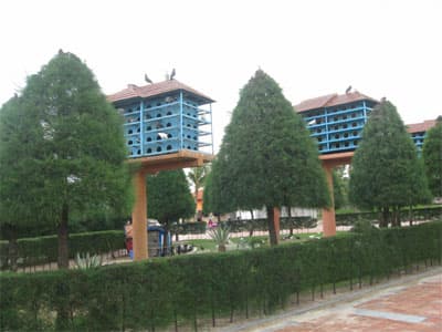 Hãy bảo vệ “Chim hòa bình”