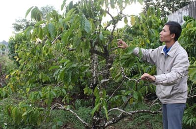 Cần “trẻ hóa” cà phê Tây Nguyên