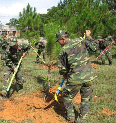 Lâm Đồng: Triển khai trồng rừng, cây phân tán và phòng chống cháy rừng năm 2011