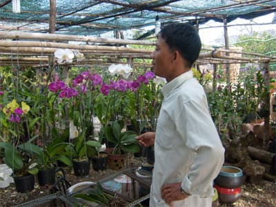 Ông chủ hoa lan giữa lòng thành phố