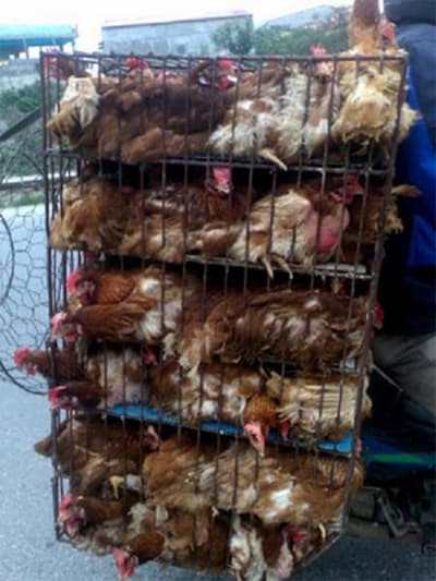 Ngăn chặn gấp dịch cúm gia cầm