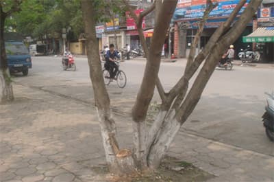 Thêm một cây sưa bị chặt trộm trên đường Nguyễn Văn Huyên