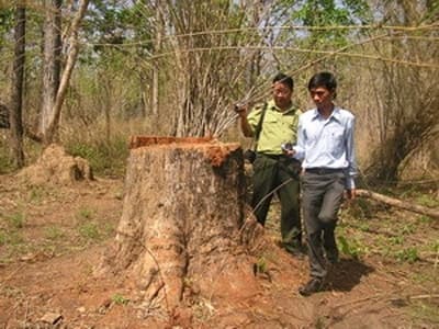 Lâm tặc hoành hành trong ngày kiểm lâm ra quân