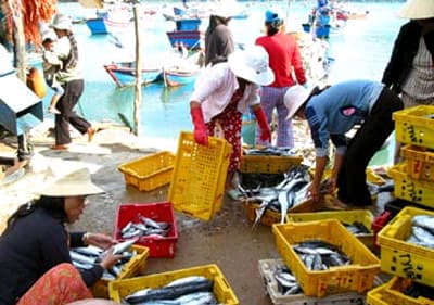 Nhiều ngư dân trúng đậm cá thu, cá lạc