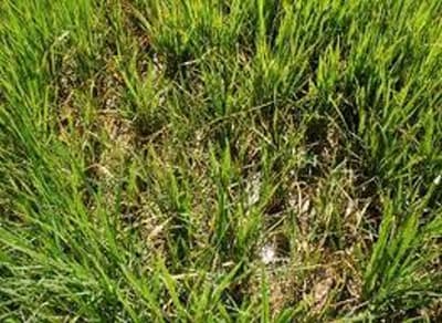 Xuất hiện bệnh lùn sọc đen trên lúa tại Hà Nam