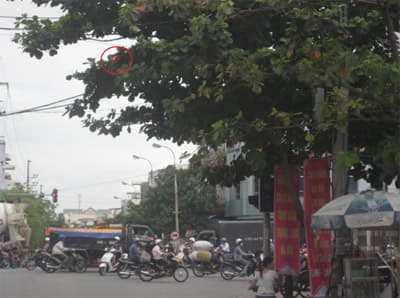 Đà Nẵng có nơi mỏi mắt tìm đèn tín hiệu giao thông