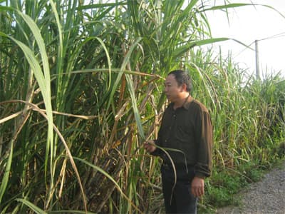 Trồng mía thoát nghèo