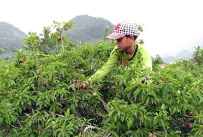 Mận tam hoa Bắc Hà vào mùa thu hoạch