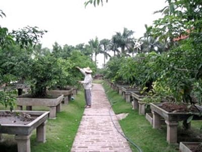 Chuyển sang trồng cây cảnh, cả làng sắm ôtô