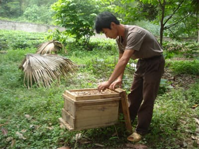 Nuôi ong lấy mật