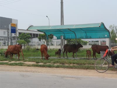 Nhà chờ xe buýt thành nơi... buộc bò!