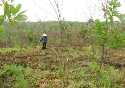 Dân trồng cây đợi đền bù