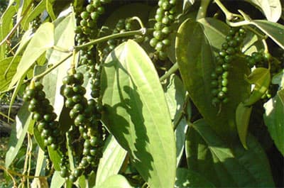 Nông sản tăng dần xuất siêu