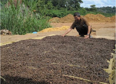 Trồng sa nhân tím giữa tán rừng