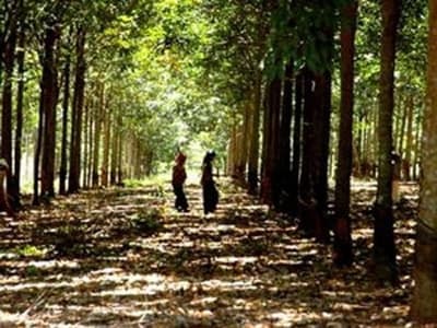 Đắk Lắk thu hồi 18 dự án trồng cao su, trồng rừng