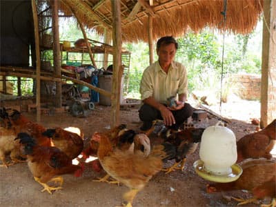 Nuôi gà ta thả vườn