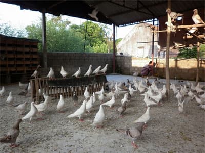 Nuôi chim bồ câu