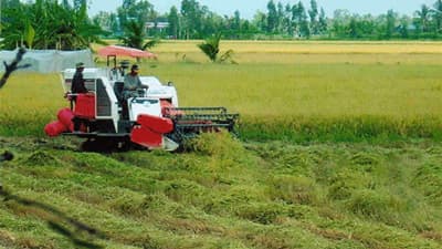 Năm mới, ngành nông nghiệp mong thuận mùa
