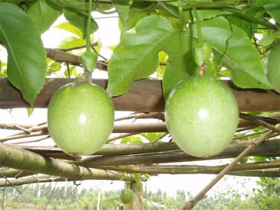 Chanh leo - Cây thoát nghèo ở vùng cao