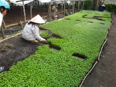 "Chuyên gia" cây giống ở tỉnh Tiền Giang