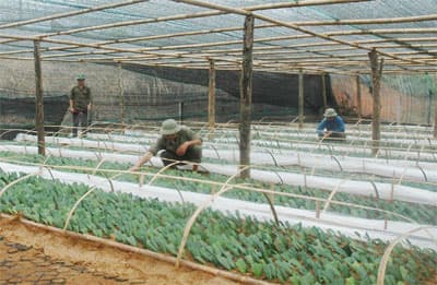Quản lý tập trung, hoạt động hiệu quả
