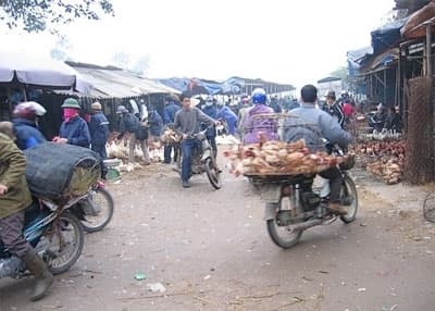 Tăng cường phòng, chống dịch cúm gia cầm