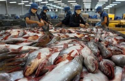 Xuất khẩu cá tra có thể đạt 2 tỷ USD trong năm 2012