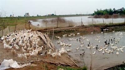 Nguy cơ “dịch chồng lên dịch”
