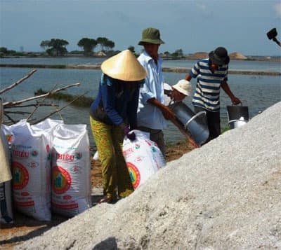 Diêm dân điêu đứng vì mưa trái mùa