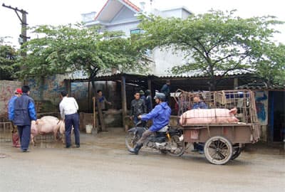 Chợ gia súc tự phát