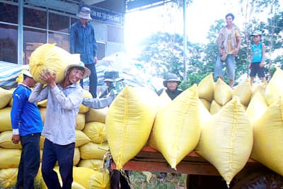 Sớm có giải pháp tiêu thụ lúa gạo
