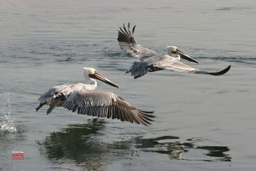 9 mẹo để chụp ảnh vật nuôi đẹp long lanh
