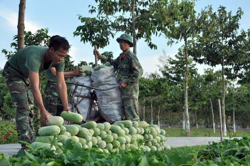 Thu hoạch hàng nghìn tấn rau, củ và thịt cá