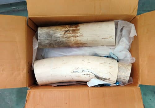 Thu giữ hơn 14kg ngà voi qua đường chuyển phát nhanh