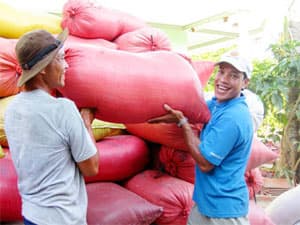 Đồng bằng Sông Cửu Long: Giá lúa tăng trở lại