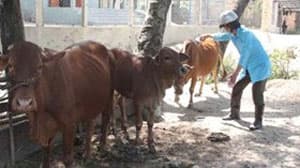 Xuất hiện dịch bệnh trên đàn bò chưa rõ nguyên nhân