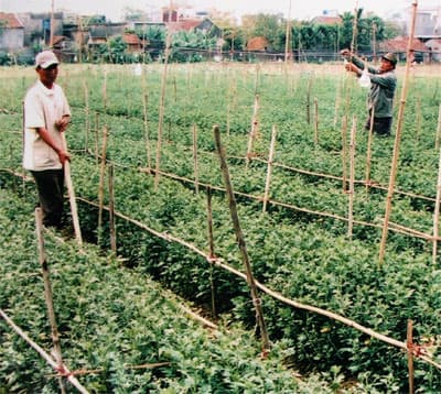 Nhận xóa hộ nghèo