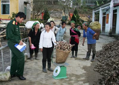 Mùa dong riềng bội thu