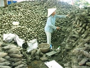 Vùng Đồng Tháp Mười trúng mùa khoai mỡ sau lũ