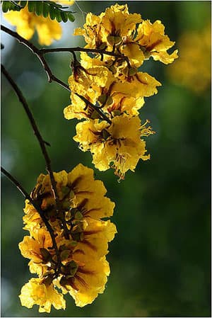 Sắc điệp vàng