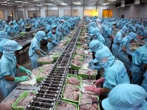 Bianfishco khởi động lại dây chuyền sản xuất cá tra