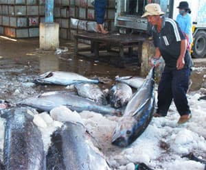 Quản lý, khai thác cá ngừ bền vững
