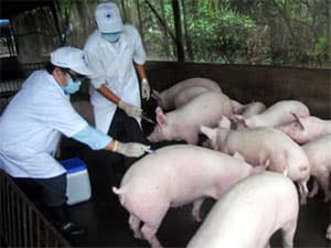 Bình Dương công bố dịch heo tai xanh