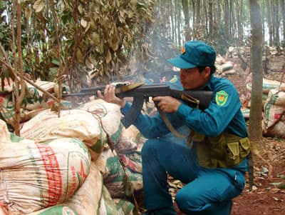 “Trận chiến” giữa rừng cao su