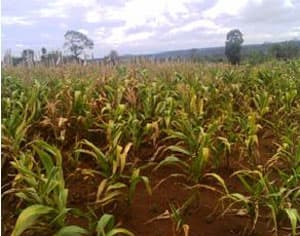 24.746 ha cây trồng bị khô hạn trong 7 tháng đầu năm