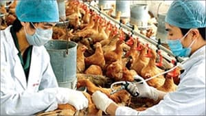Dịch cúm gia cầm bùng phát trở lại tại nhiều địa phương