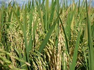 Lai tạo thành công hai giống lúa chất lượng cao