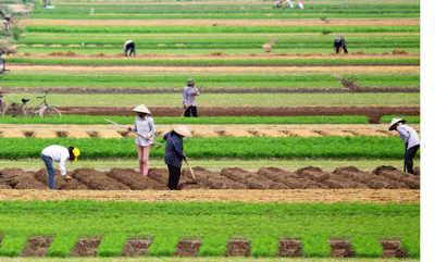 Cộng đồng quốc tế cùng chung tay hỗ trợ nông dân