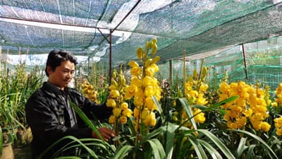 Đà Lạt hối hả mùa hoa Tết